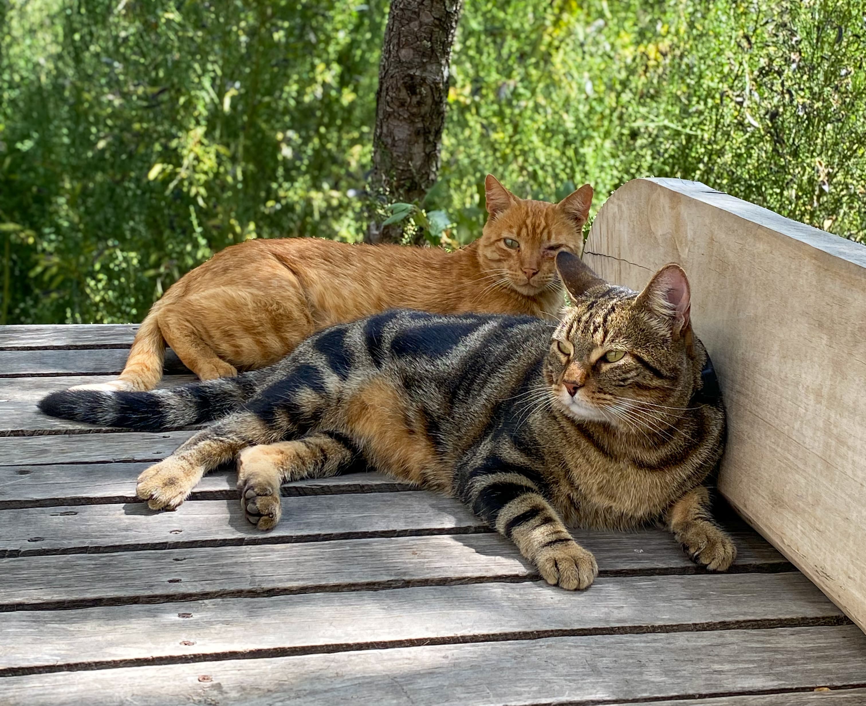 Martin y Molly (Pet Friendly)