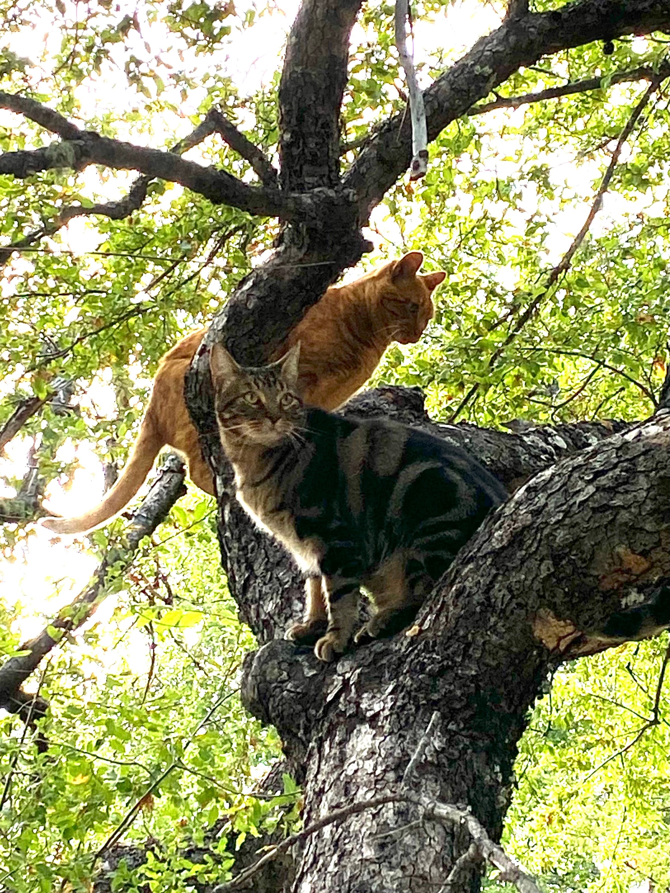 Tráete a tu mejor amigo (Pet Friendly) 0