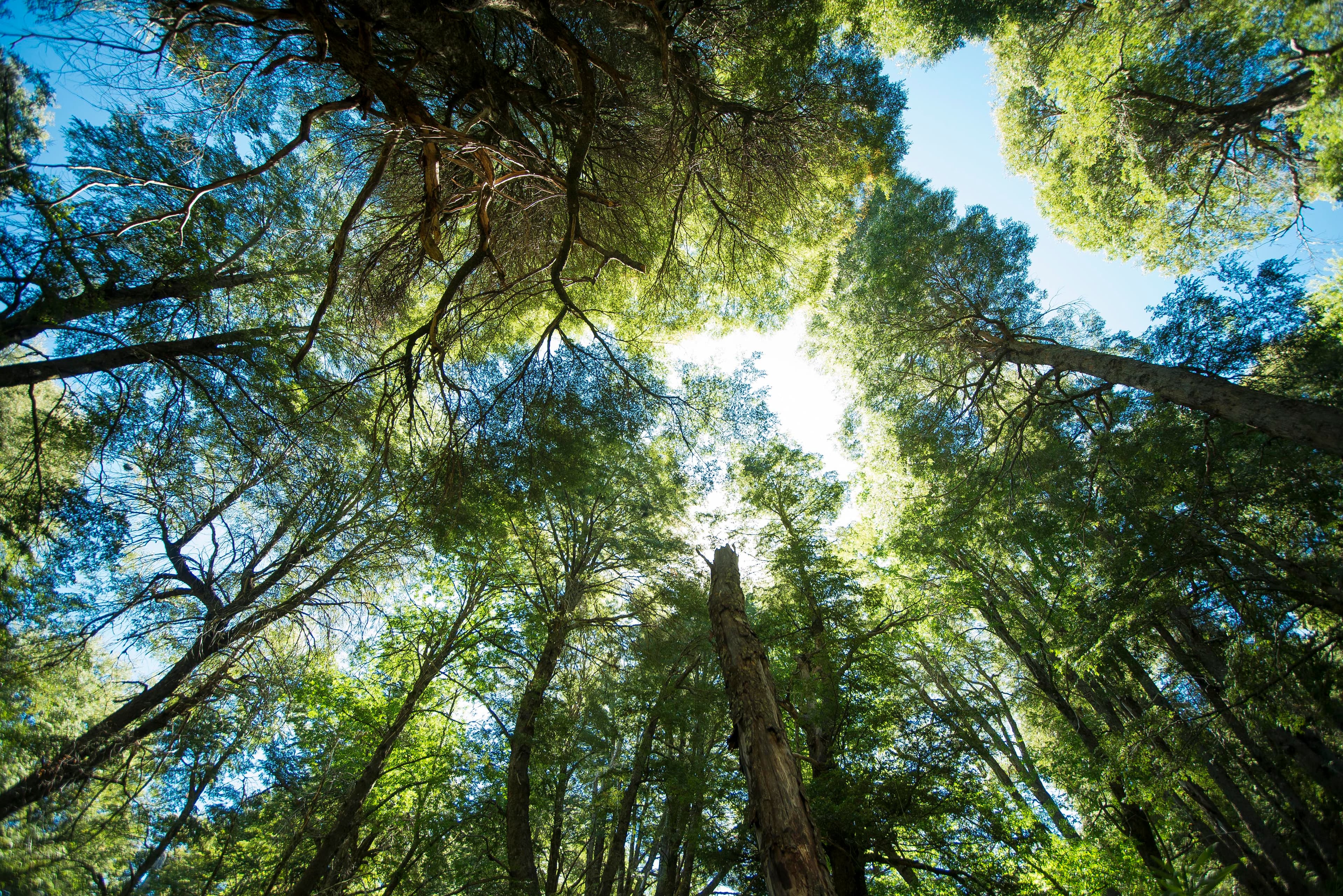 Entorno natural del bosque nativo