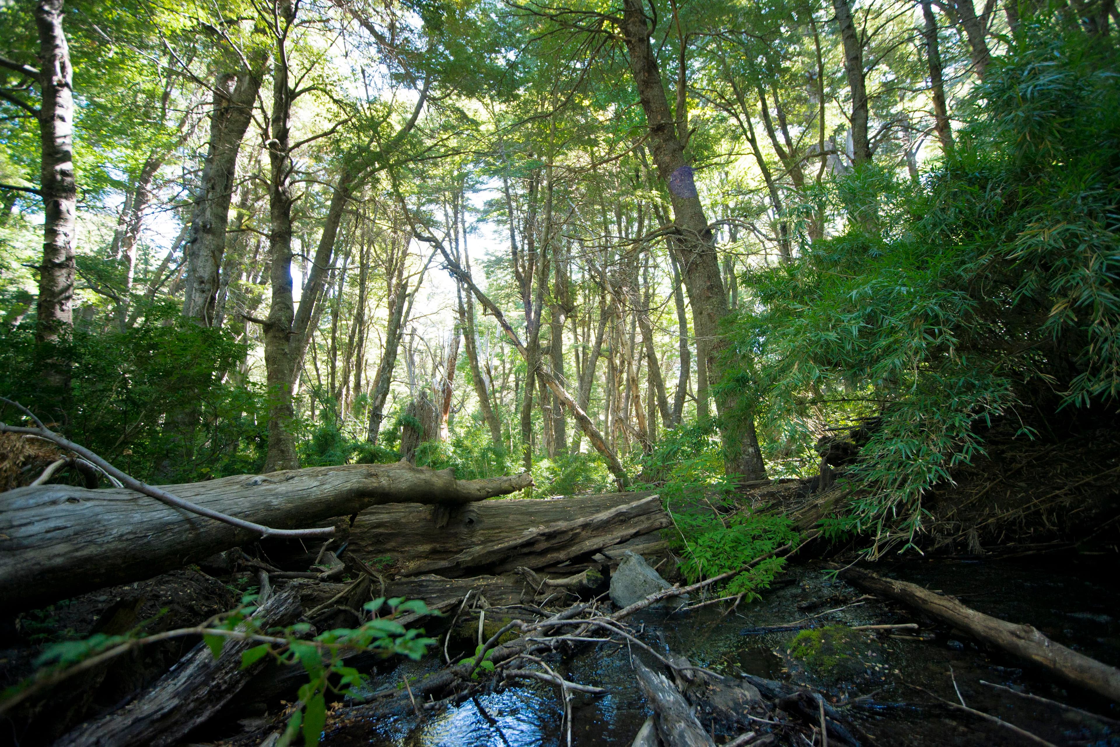 Detalle de la flora silvestre