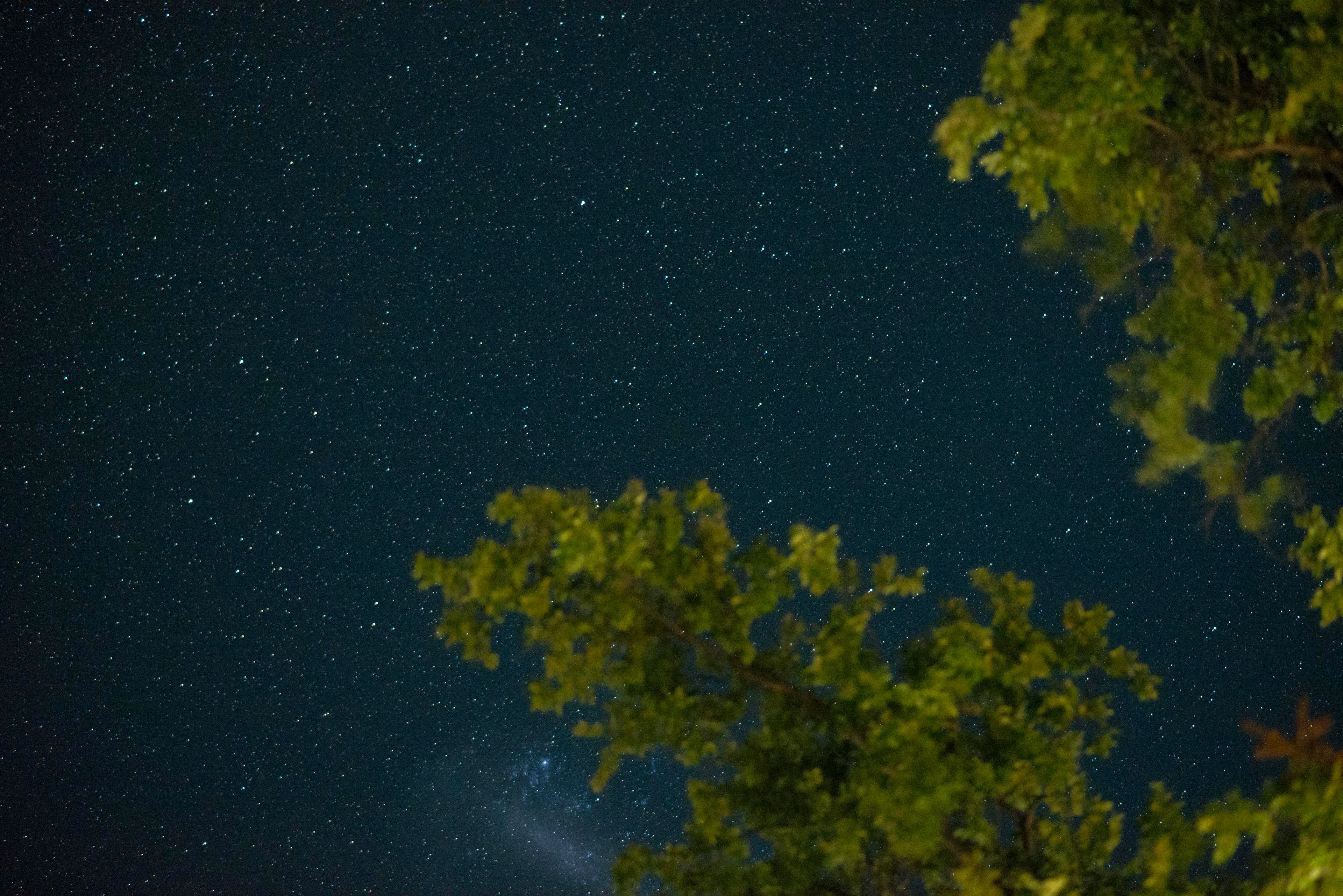 Serenidad nocturna en TreePod