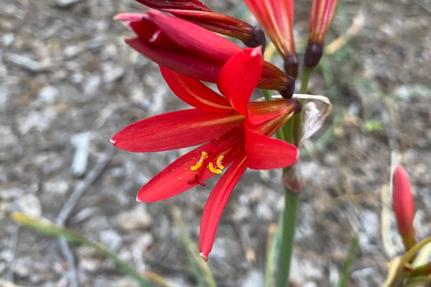 La Añañuca: la Flor del Verano en el Bosque de TreePod