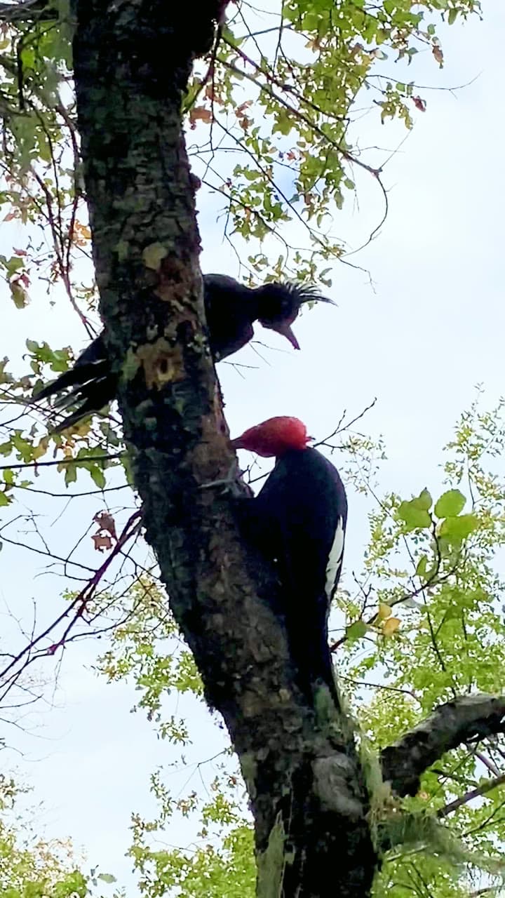 Una Pareja de Carpintero Negro en el Bosque de TreePod