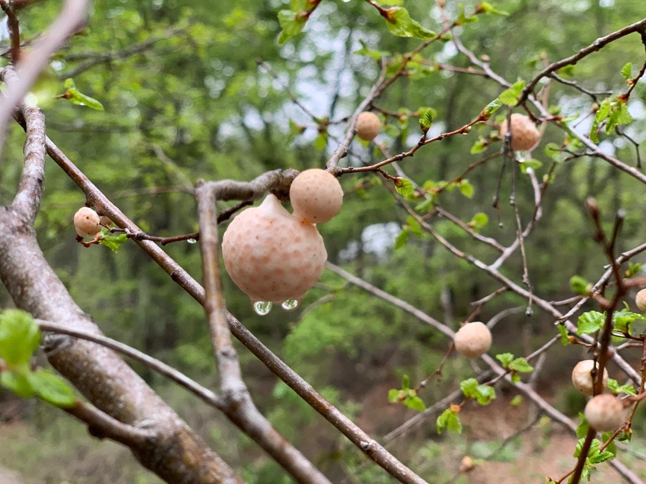 Los Digüeñes: el Hongo Comestible del Bosque de TreePod