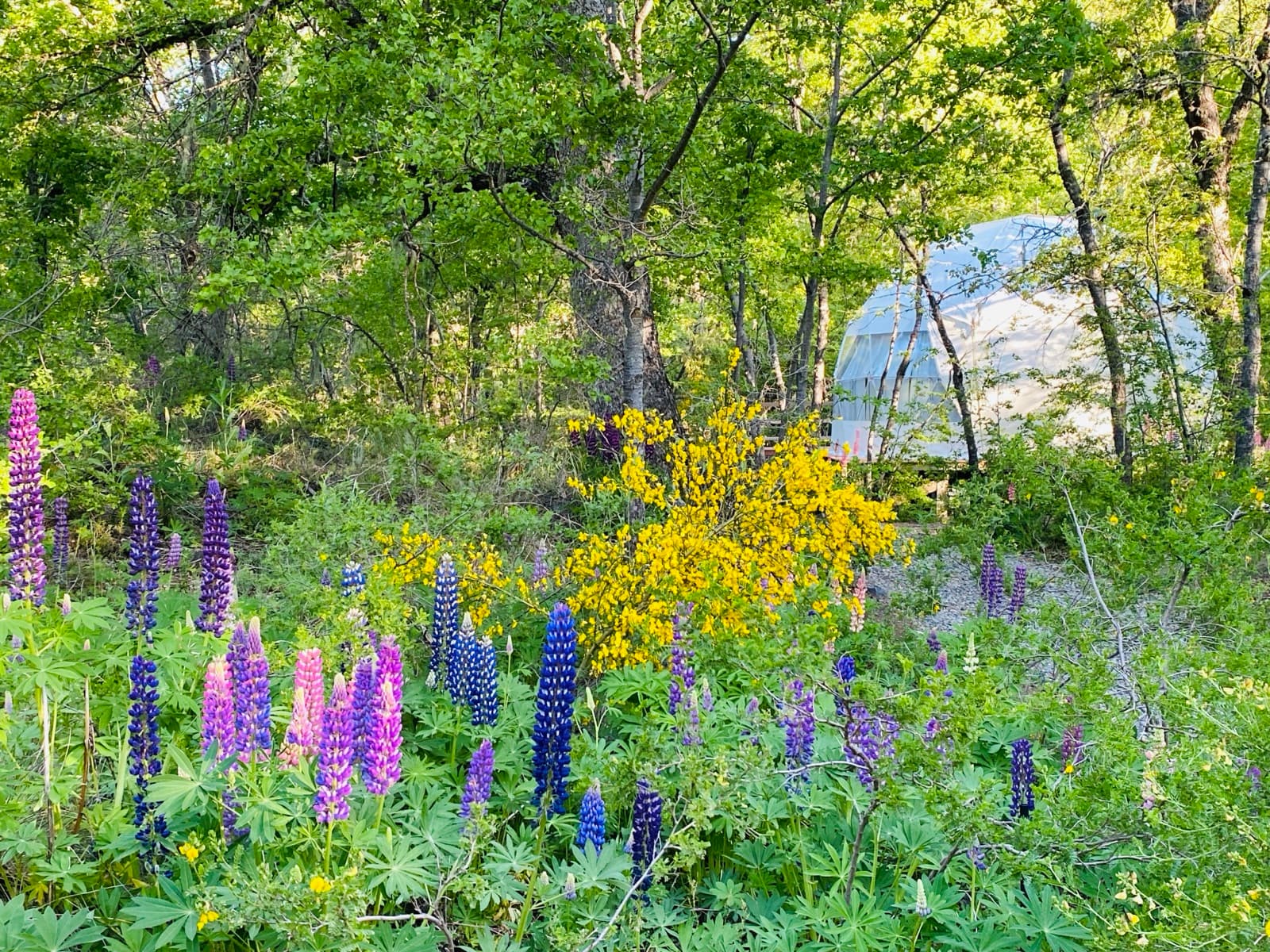 Los Lupinos: el Morado del Verano en Las Trancas